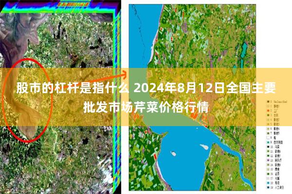 股市的杠杆是指什么 2024年8月12日全国主要批发市场芹菜价格行情